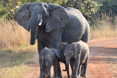 An elephant with her two calves.